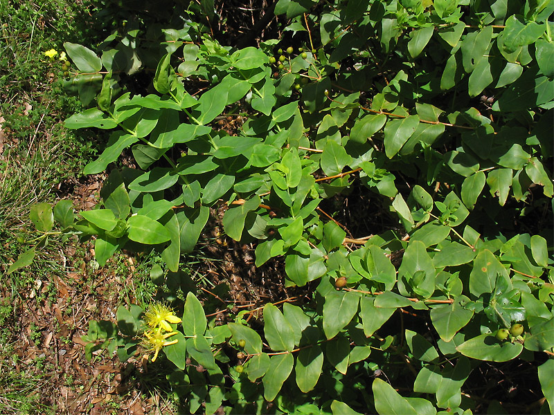 Image of Hypericum grandifolium specimen.