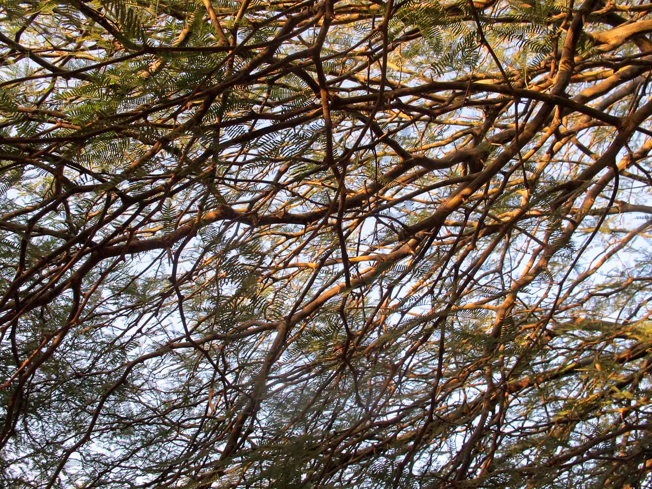 Image of Prosopis alba specimen.