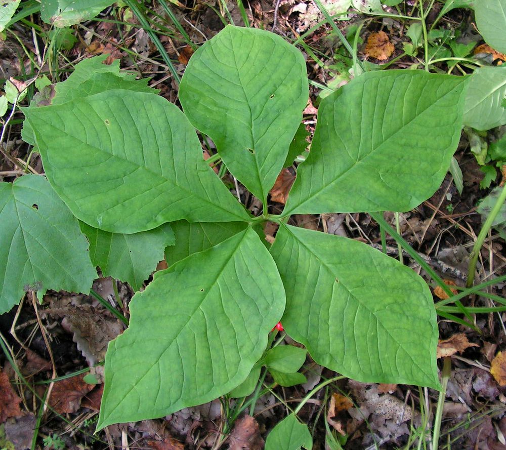 Изображение особи Arisaema amurense.