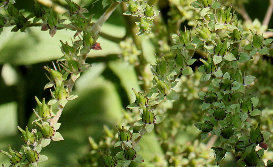 Image of Rodgersia podophylla specimen.