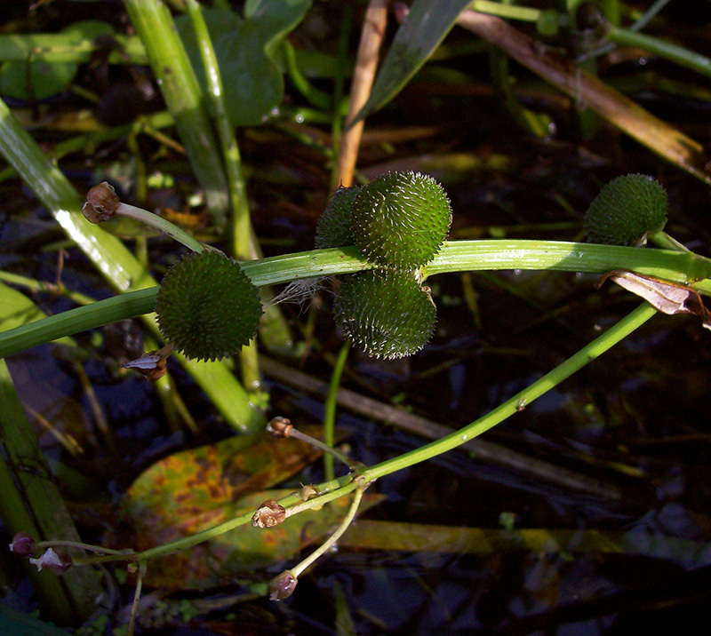 Изображение особи Sagittaria sagittifolia.