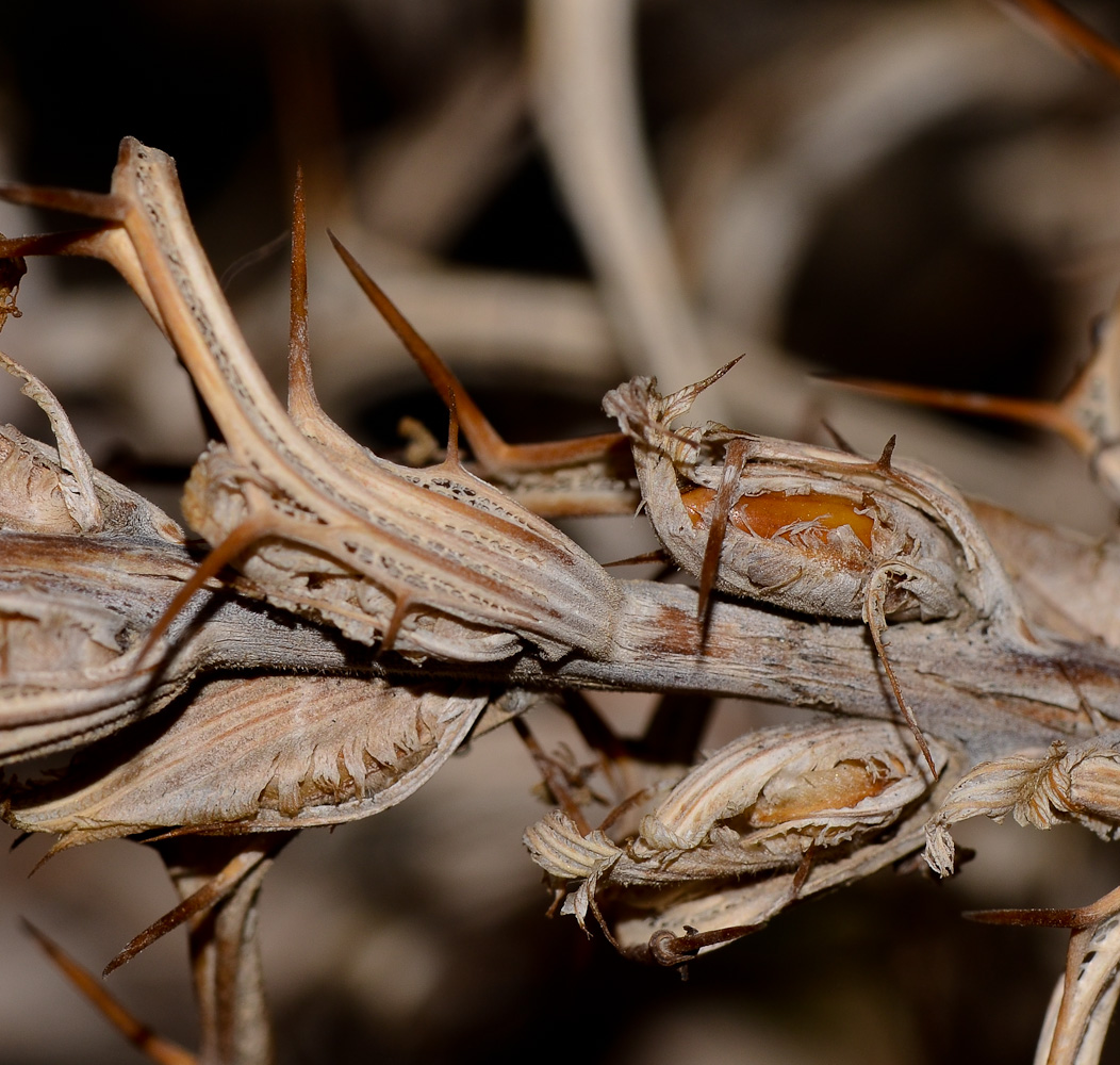 Image of Blepharis attenuata specimen.