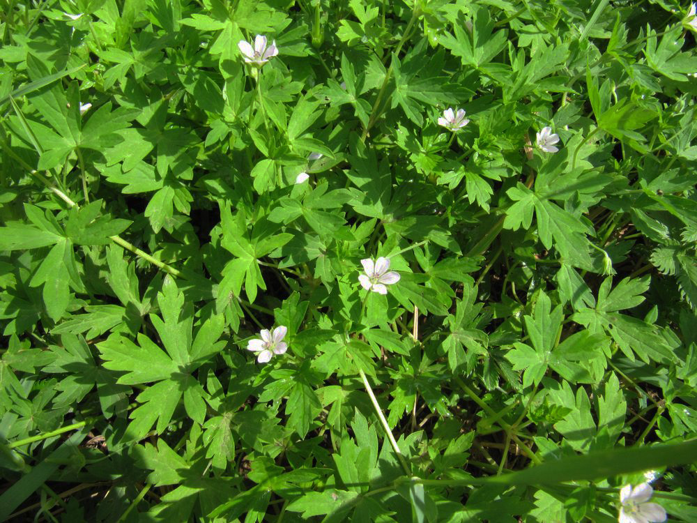 Изображение особи Geranium sibiricum.