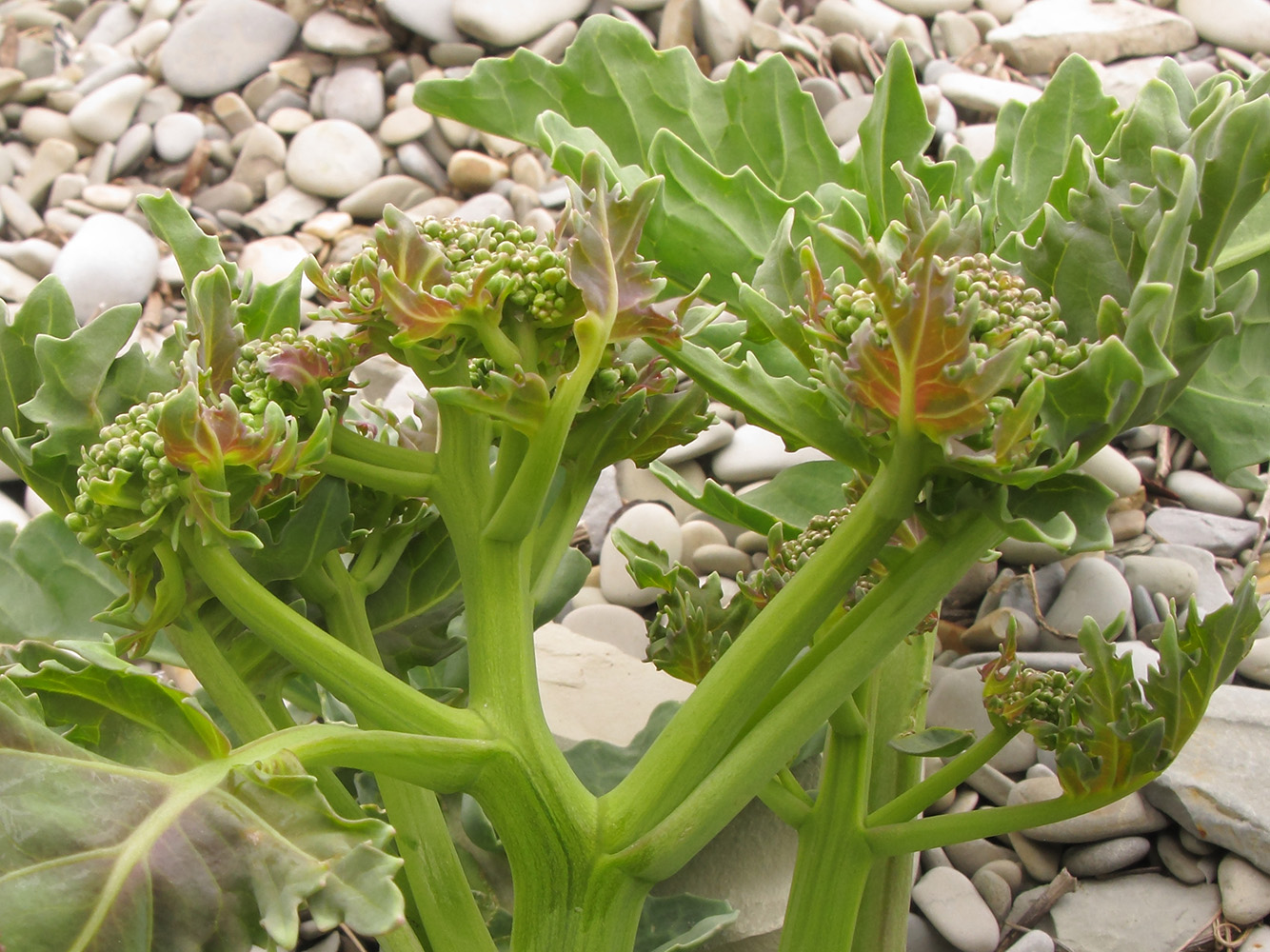 Изображение особи Crambe maritima.