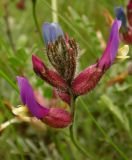 Astragalus variety albidus