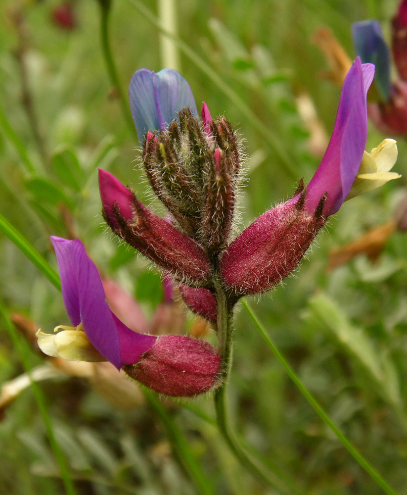 Изображение особи Astragalus vesicarius var. albidus.