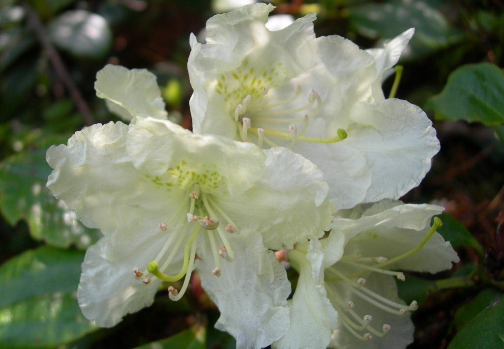 Image of Rhododendron aureum specimen.