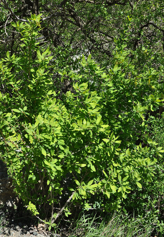 Image of genus Berberis specimen.