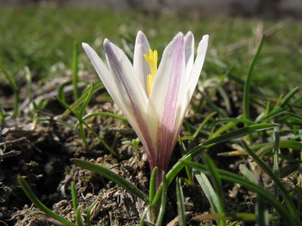 Image of Colchicum kesselringii specimen.