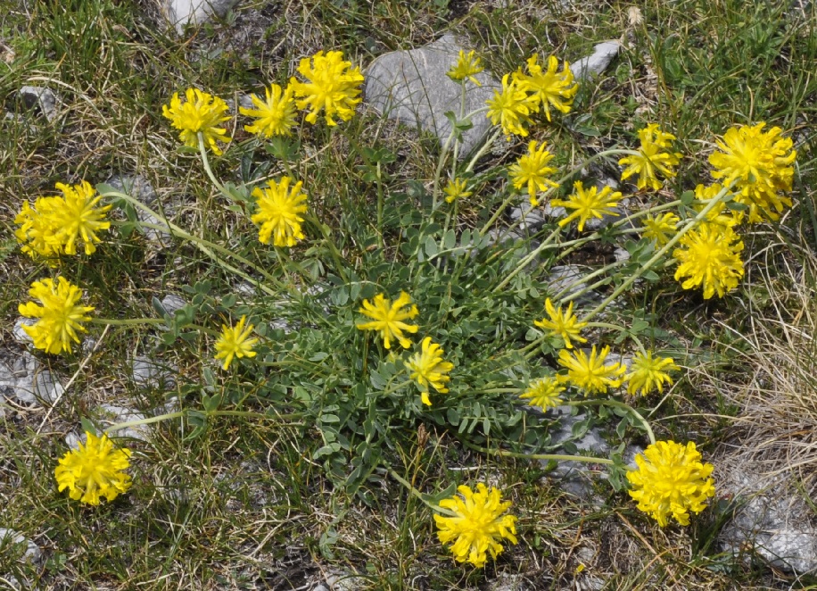 Image of Anthyllis aurea specimen.