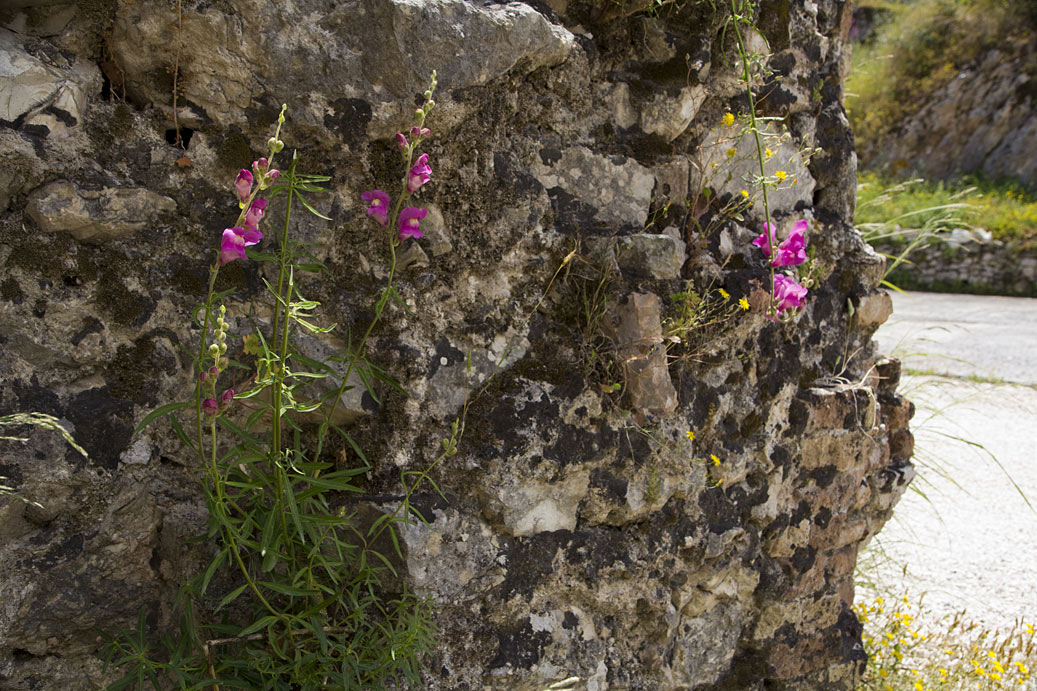 Изображение особи Antirrhinum majus.