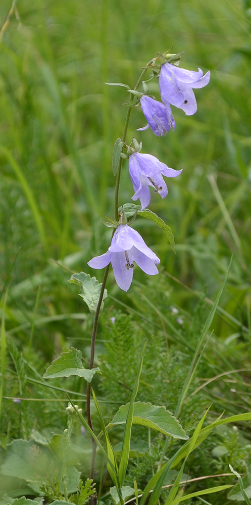 Изображение особи Campanula rapunculoides.