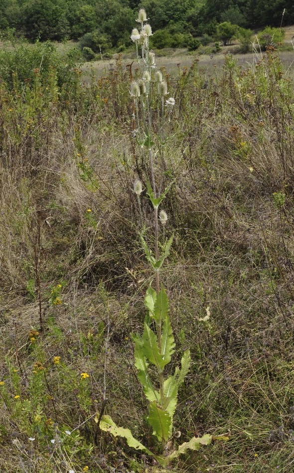 Image of genus Dipsacus specimen.