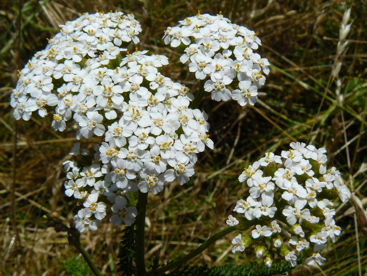 Image of Achillea millefolium specimen.