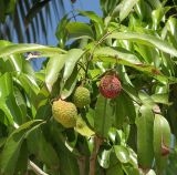 Litchi chinensis