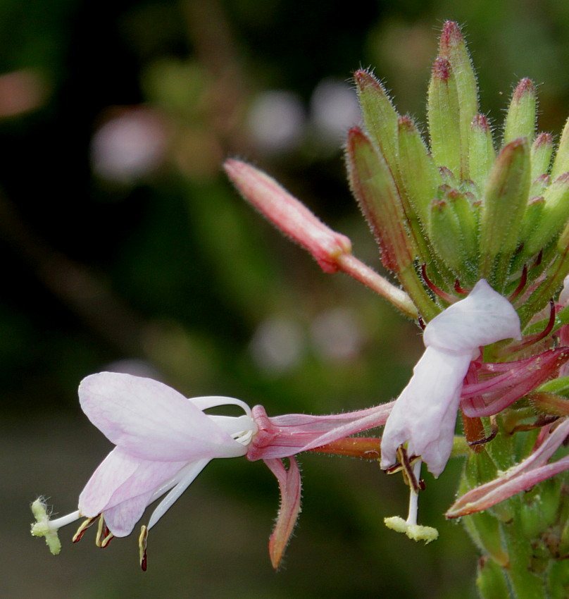 Изображение особи род Gaura.