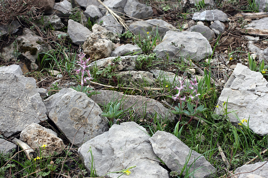 Image of Corydalis ledebouriana specimen.