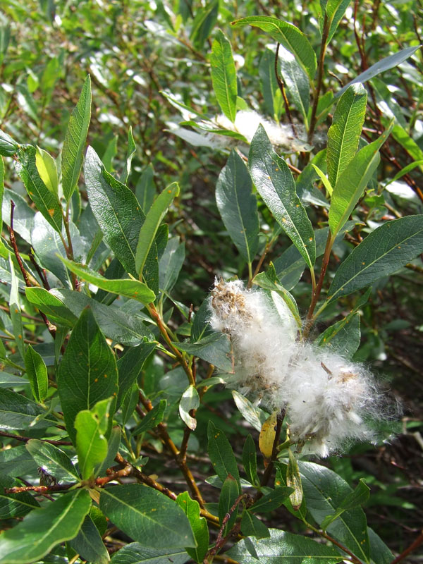 Image of Salix phylicifolia specimen.