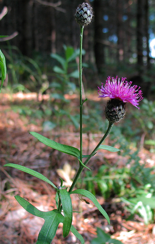 Image of Centaurea scabiosa specimen.