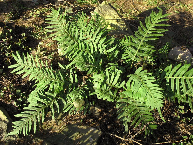 Изображение особи Polypodium vulgare.