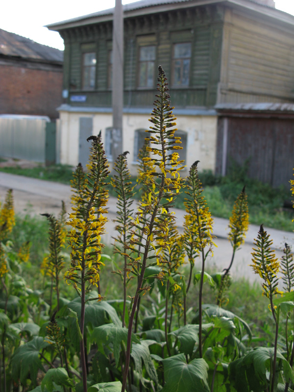 Изображение особи Ligularia przewalskii.