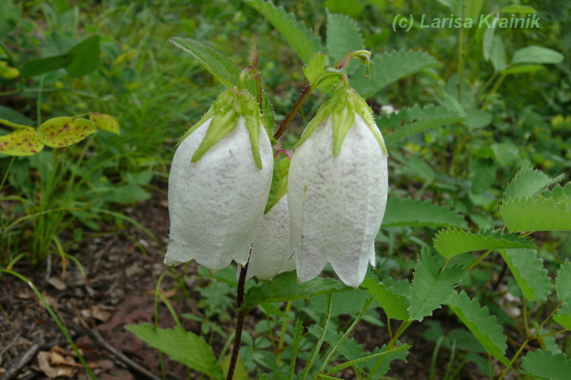 Image of Campanula punctata specimen.