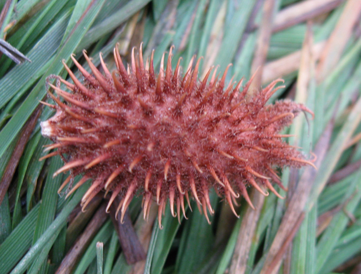 Image of Xanthium orientale specimen.