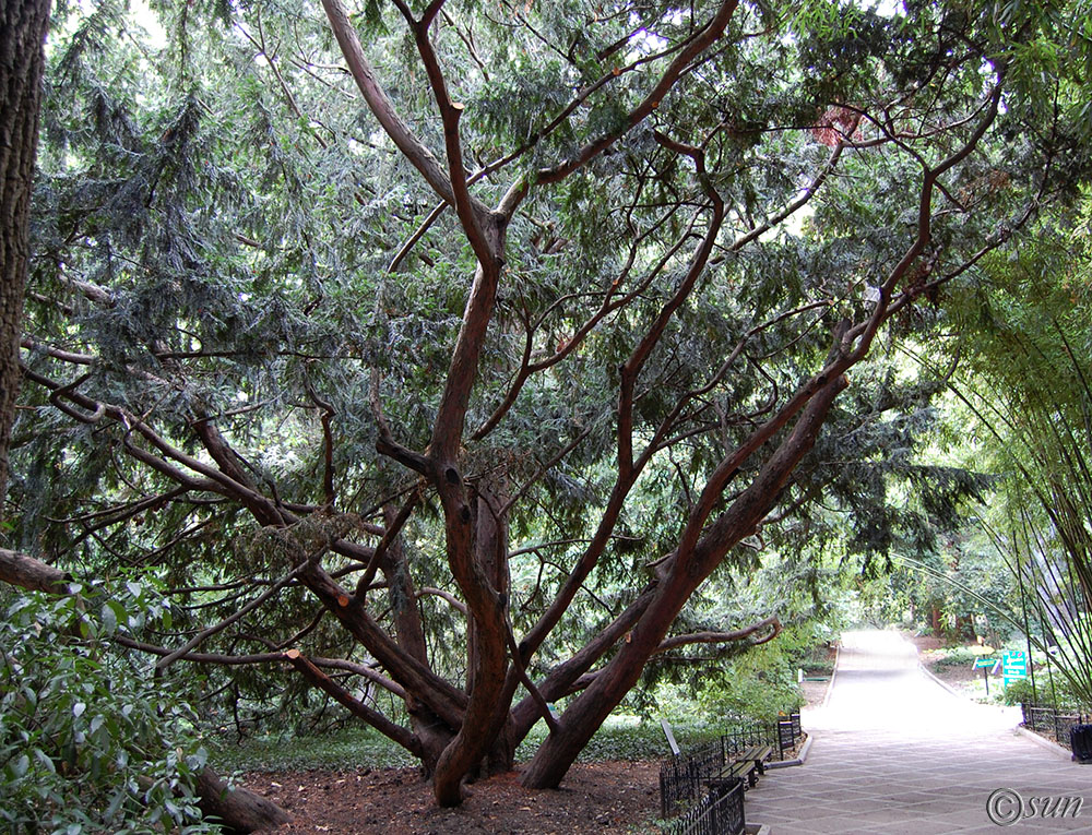 Изображение особи Taxus baccata.