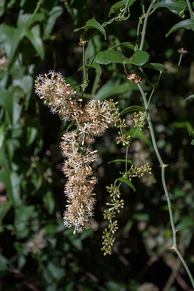 Изображение особи Smilax aspera.