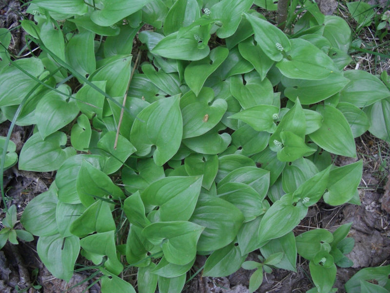 Изображение особи Maianthemum bifolium.