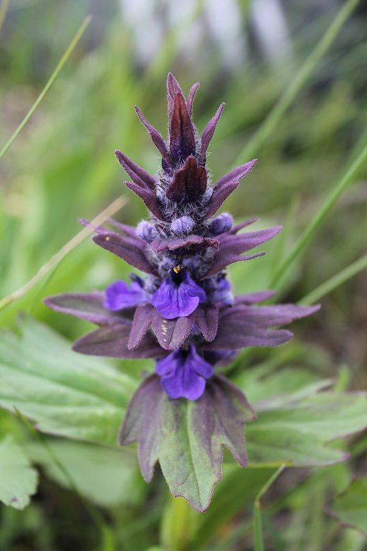 Image of Ajuga genevensis specimen.