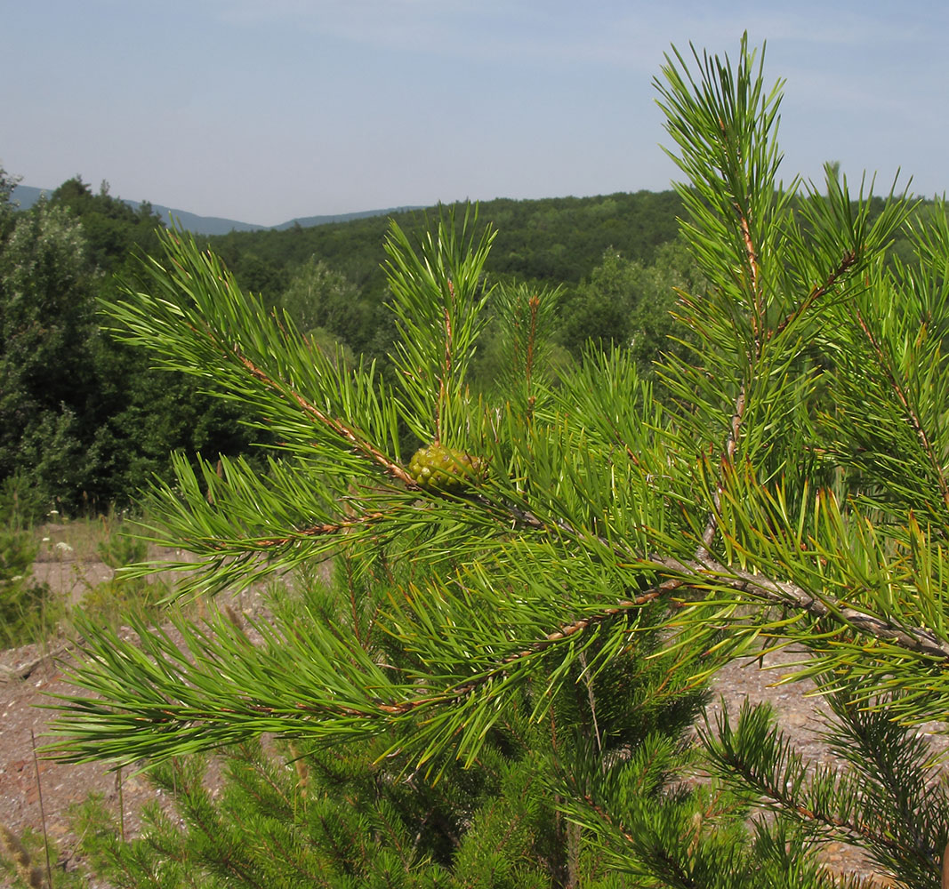 Изображение особи Pinus pallasiana.