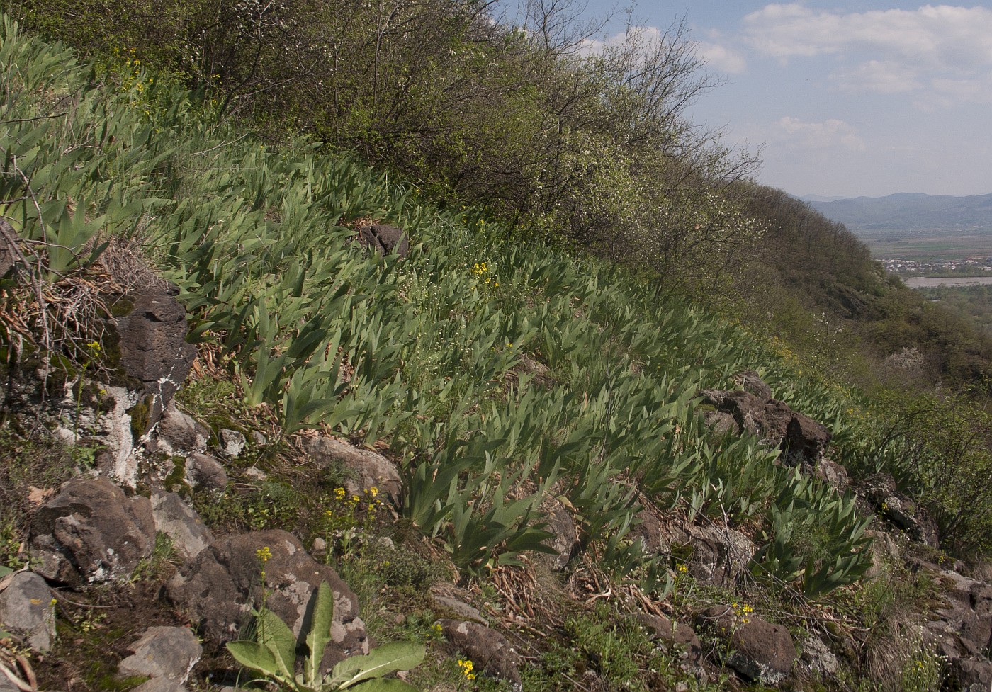 Image of Iris germanica specimen.