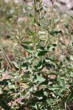 Hieracium robustum. Средняя часть стеблей с листьями. Южный Казахстан, горы Алатау (Даубаба), Западное ущелье. 08.07.2014.