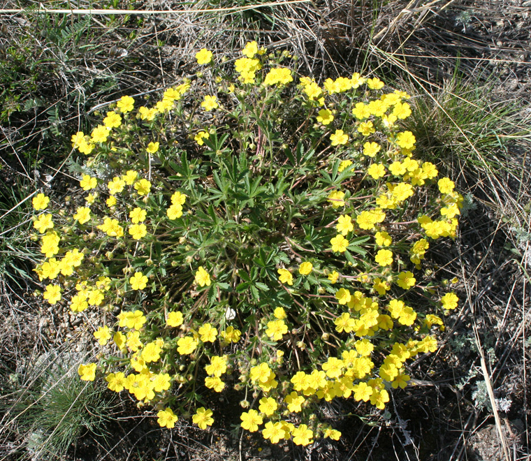 Image of Potentilla humifusa specimen.