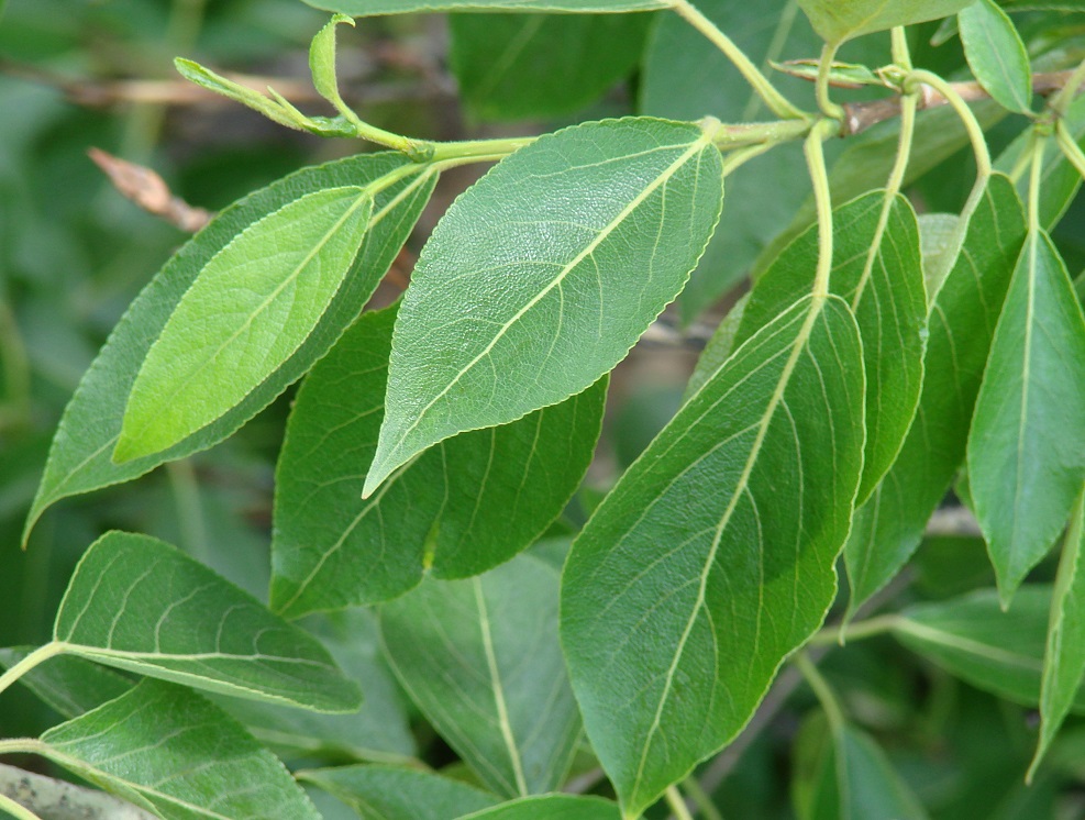 Image of Populus suaveolens specimen.