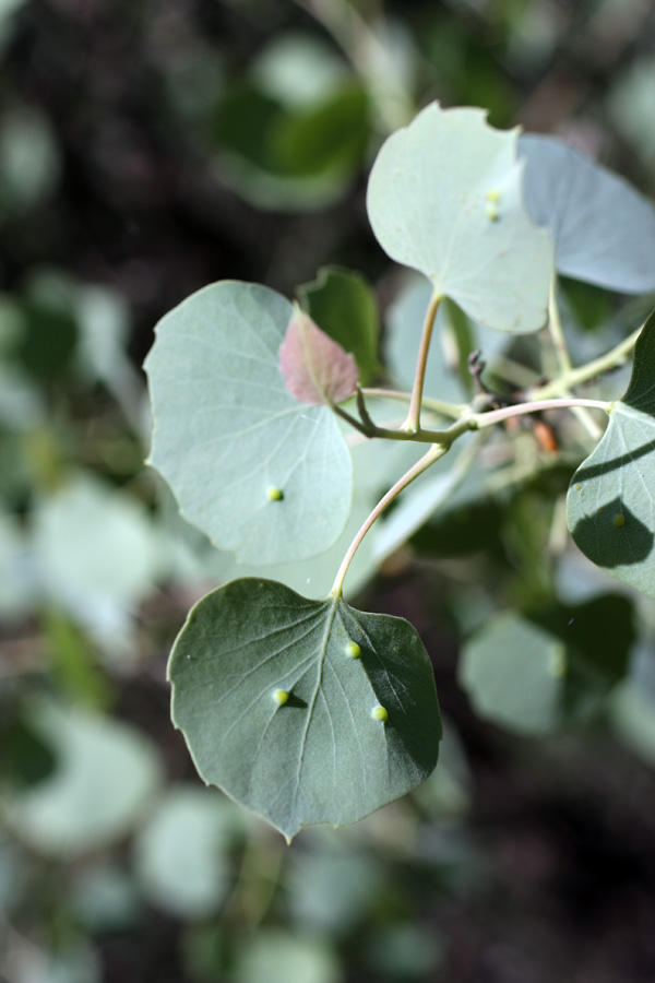 Image of Populus pruinosa specimen.