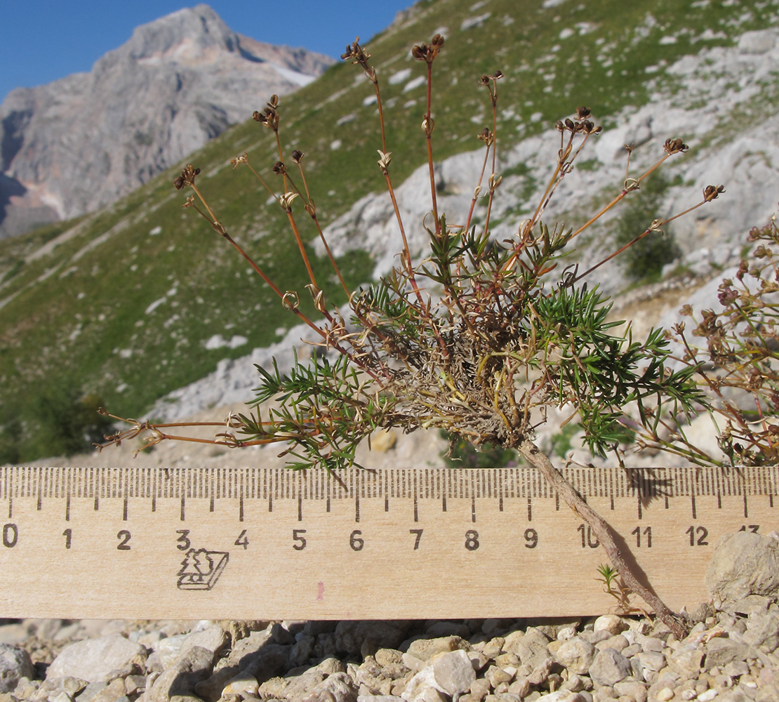 Image of Asperula supina specimen.