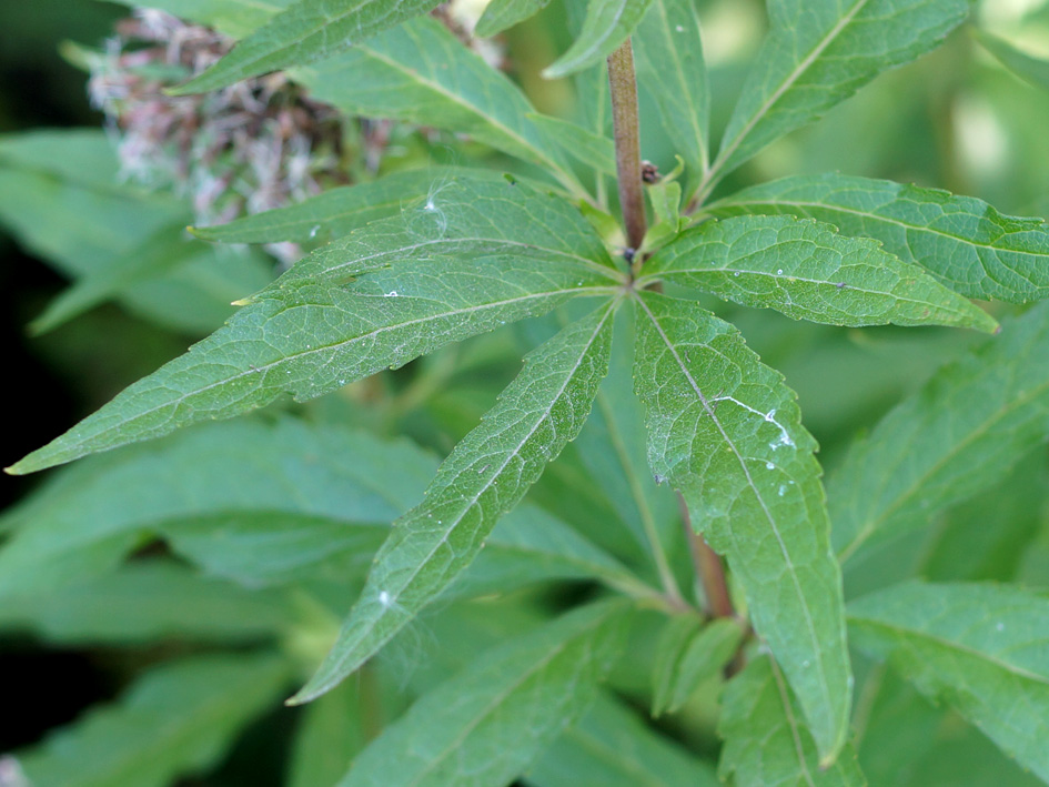 Image of Eupatorium cannabinum specimen.