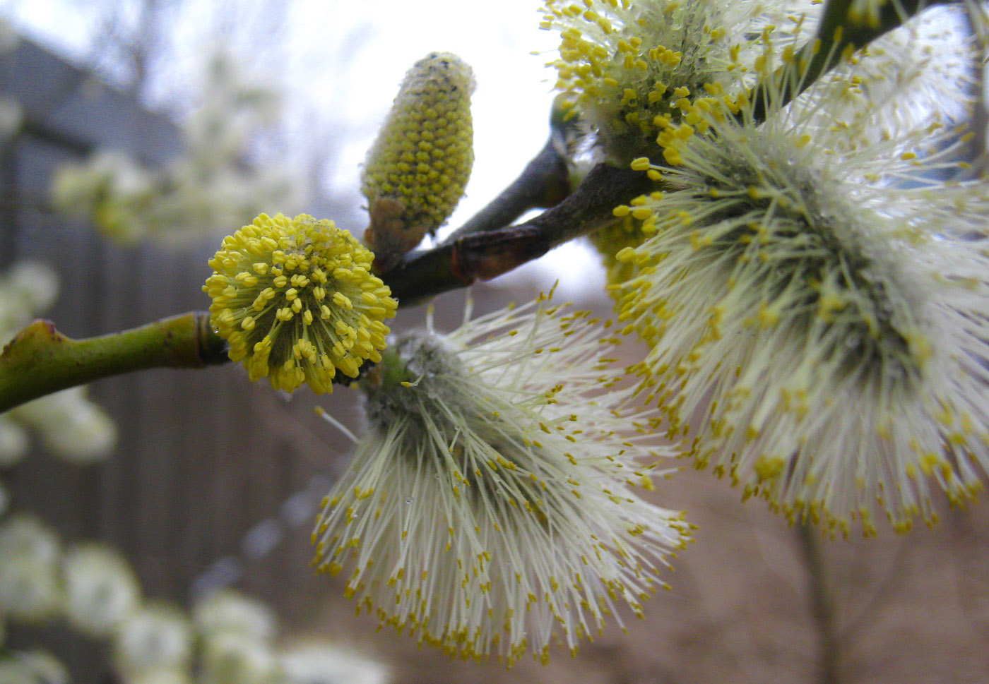 Image of Salix caprea specimen.