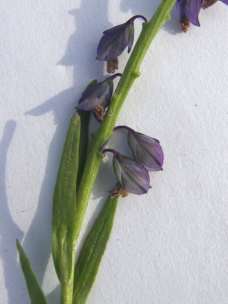 Image of Polygala comosa specimen.