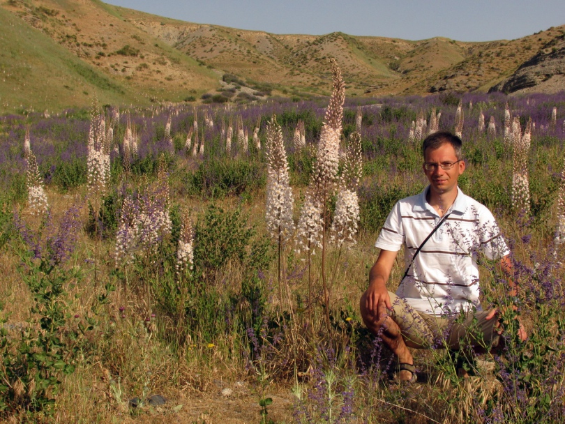 Изображение особи Eremurus olgae.