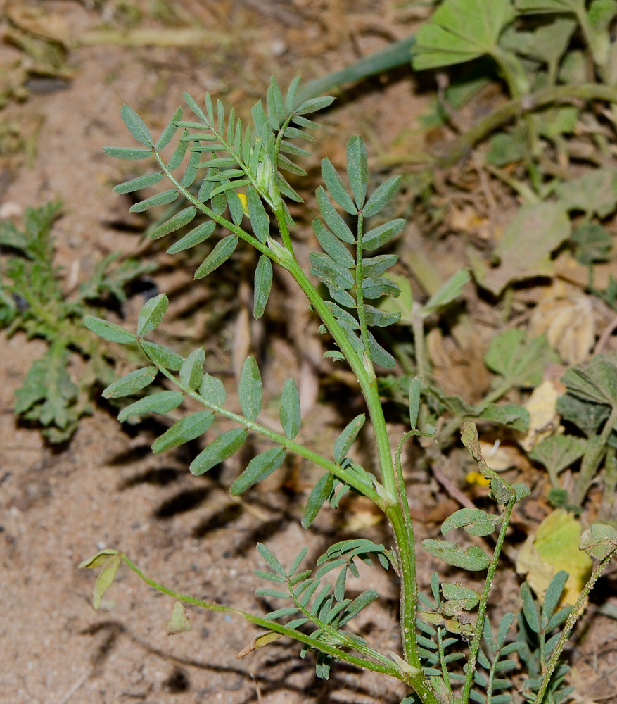 Изображение особи Hippocrepis multisiliquosa.