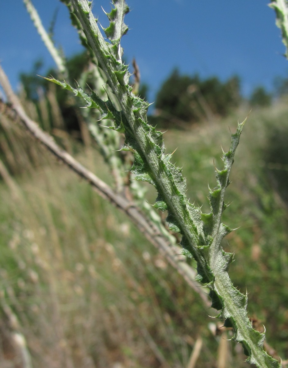 Image of genus Carduus specimen.