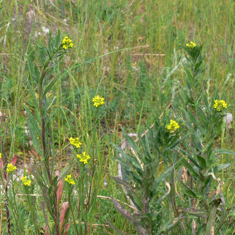 Image of Erysimum cheiranthoides specimen.