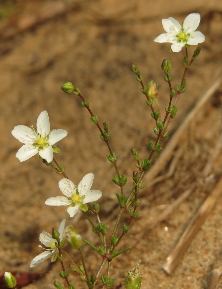 Image of Sagina nodosa specimen.