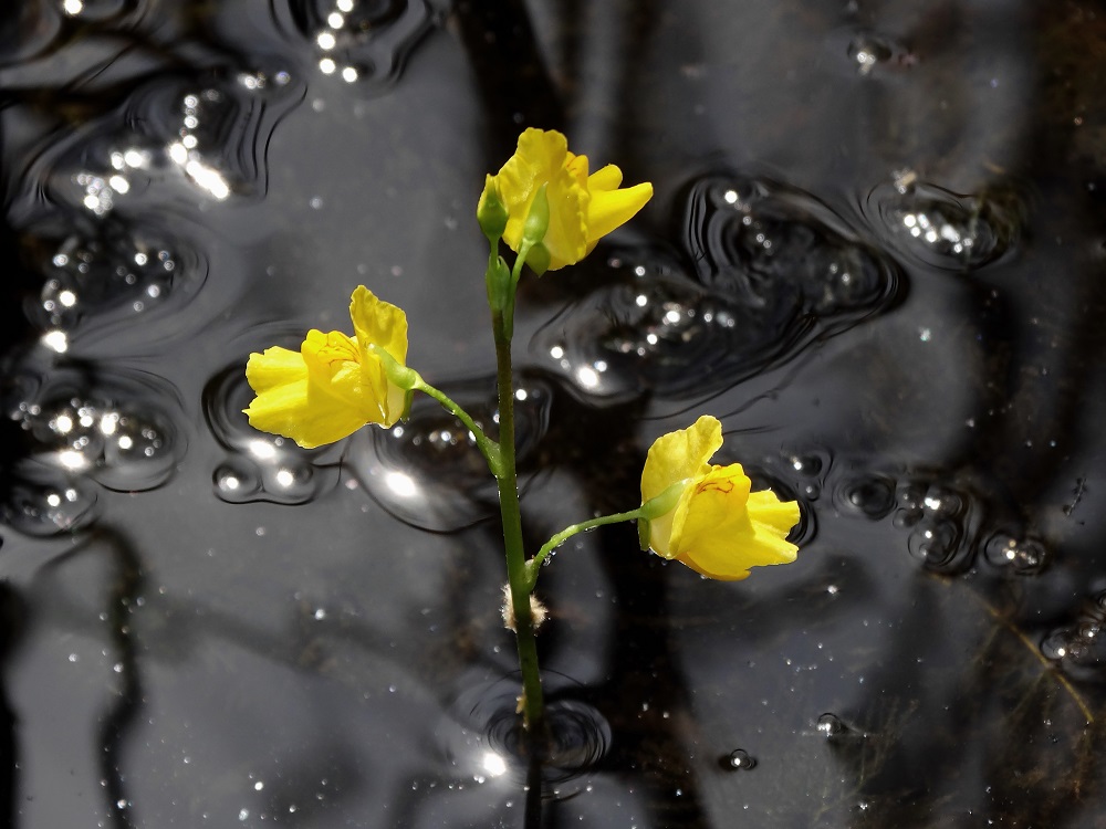 Изображение особи Utricularia macrorhiza.