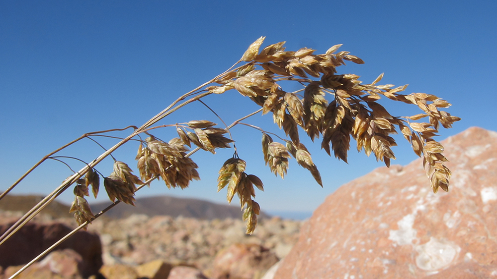 Image of Poa alpina specimen.