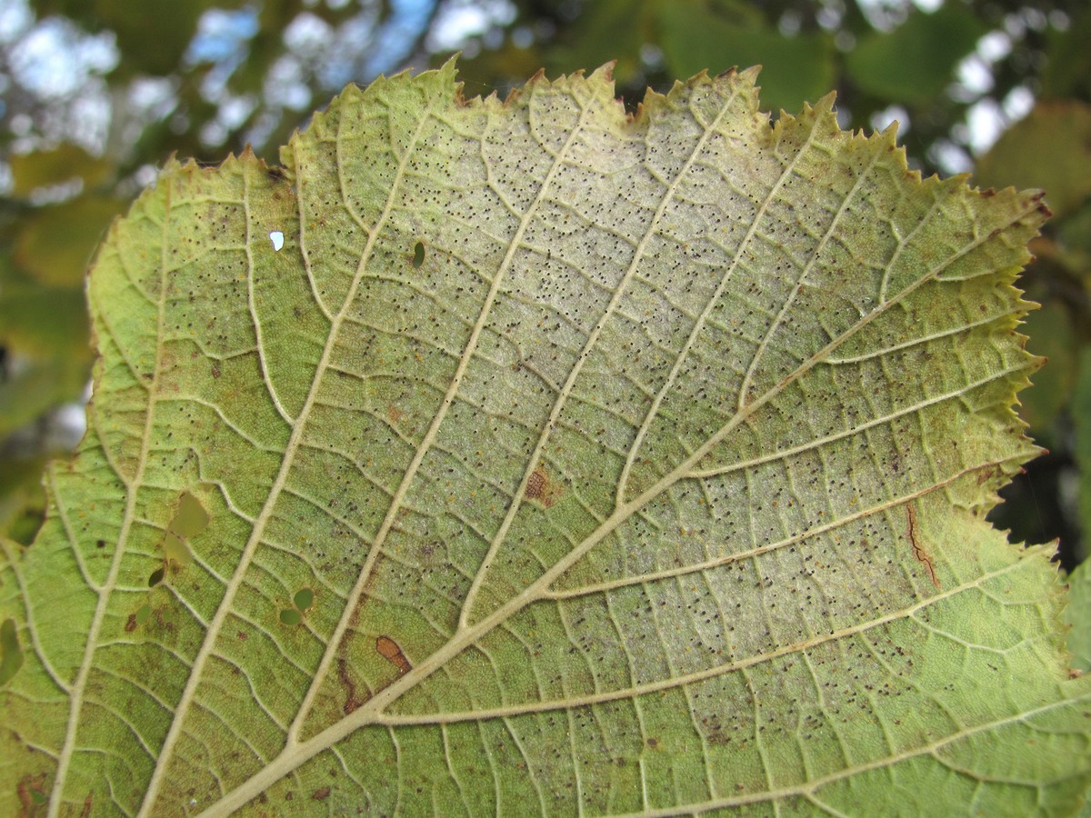 Изображение особи Corylus pontica.