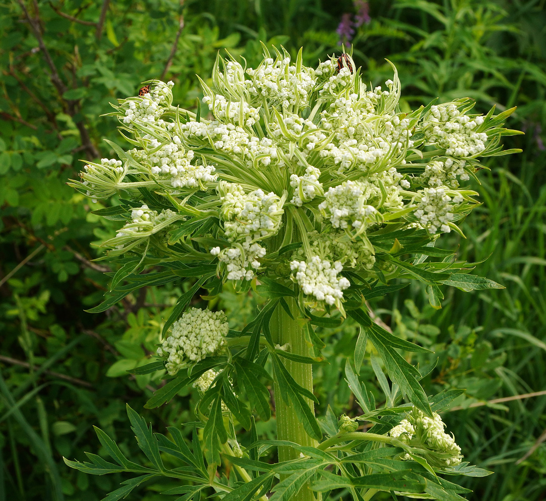 Image of Pleurospermum uralense specimen.